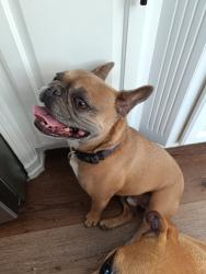 Reunited Male Dog last seen Hearthside Dr, Grapevine, TX 76051