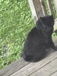 Found/Stray Unknown Cat last seen State & spring area, Albany, NY 12206