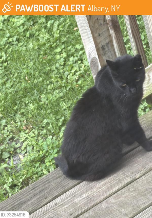 Found/Stray Unknown Cat last seen State & spring area, Albany, NY 12206