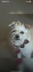 Lost Female Dog last seen Near deer falls drive, San Antonio, TX 78249