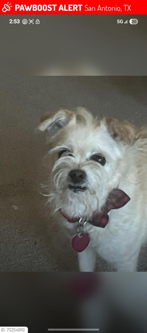 Lost Female Dog last seen Near deer falls drive, San Antonio, TX 78249