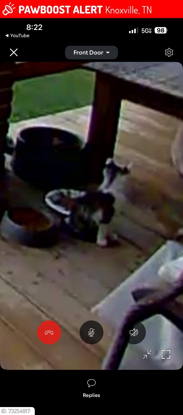 Lost Female Cat last seen North Knoxville, Knoxville, TN 37917