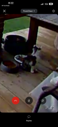 Lost Female Cat last seen North Knoxville, Knoxville, TN 37917