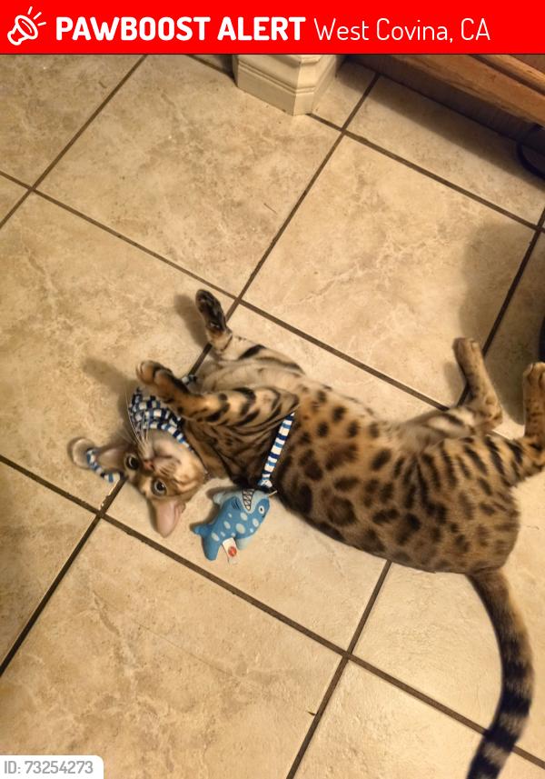 Lost Male Cat last seen Asuza and vine, West Covina, CA 91791
