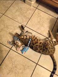 Lost Male Cat last seen Asuza and vine, West Covina, CA 91791