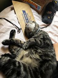 Reunited Male Cat last seen 45th street and Denker, Los Angeles, CA 90062
