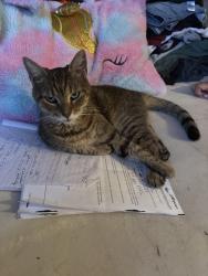 Reunited Female Cat last seen 169th St & Utopia Pkwy, Queens, NY 11357