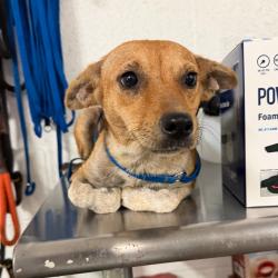 Shelter Stray Female Dog last seen , 2451 N Expressway 281, Edinburg, TX 78541, USA