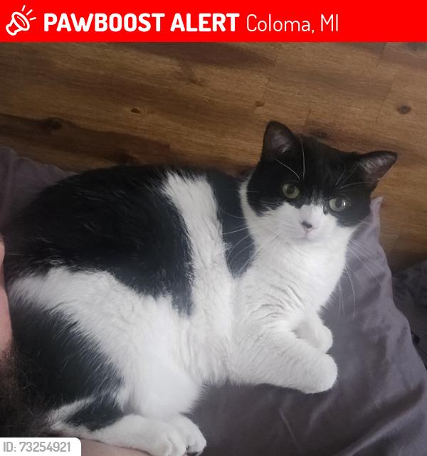 Lost Female Cat last seen Between Pine Ct and Rosemary Dr in Coloma, Coloma, MI 49038