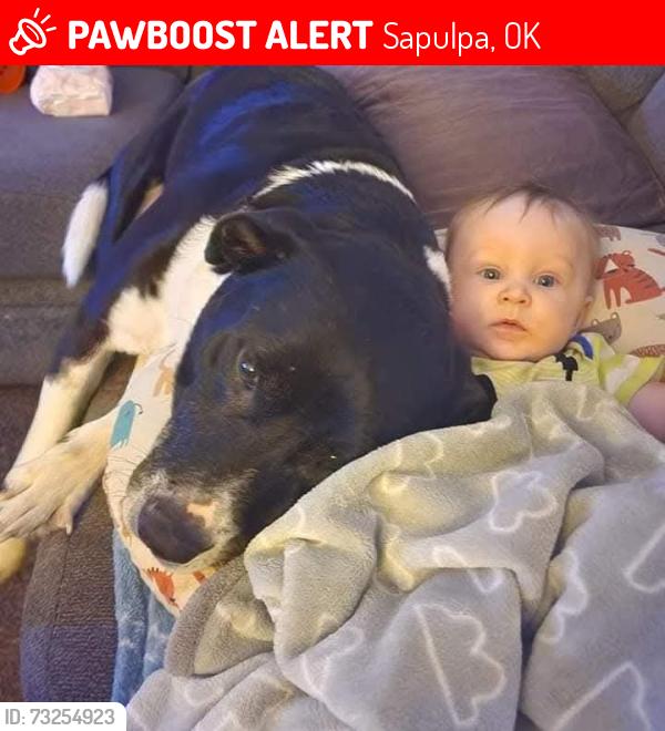 Lost Male Dog last seen Taft st and Hickory st sapulpa, Sapulpa, OK 74066