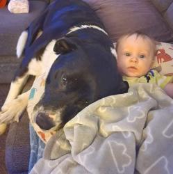 Lost Male Dog last seen Taft st and Hickory st sapulpa, Sapulpa, OK 74066