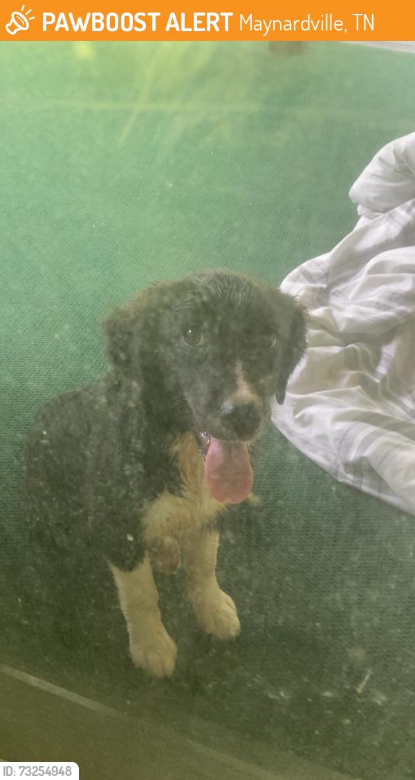 Found/Stray Unknown Dog last seen maynardville Tn, Maynardville, TN 37807