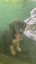 Found/Stray Unknown Dog last seen maynardville Tn, Maynardville, TN 37807