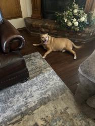 Found/Stray Female Dog last seen Brandywine #3., Oklahoma City, OK 73170
