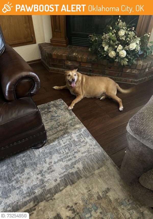 Found/Stray Female Dog last seen Brandywine #3., Oklahoma City, OK 73170