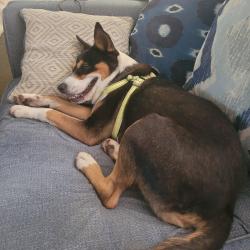 Reunited Female Dog last seen Arbor Vitae and Spruce Forest, Houston, TX 77092
