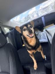 Reunited Female Dog last seen Trumbull dr, Spring Hill, FL 34609