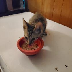 Found/Stray Male Cat last seen Macann St., Lewisburg, TN 37091