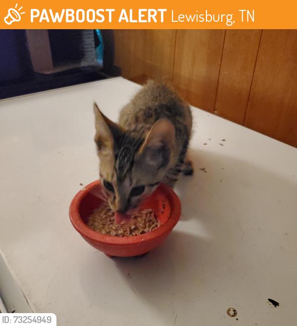 Found/Stray Male Cat last seen Macann St., Lewisburg, TN 37091