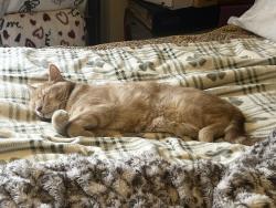 Lost Male Cat last seen Donatello, Sun Valley, NV 89433