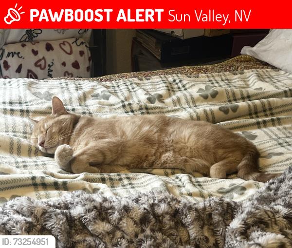 Lost Male Cat last seen Donatello, Sun Valley, NV 89433