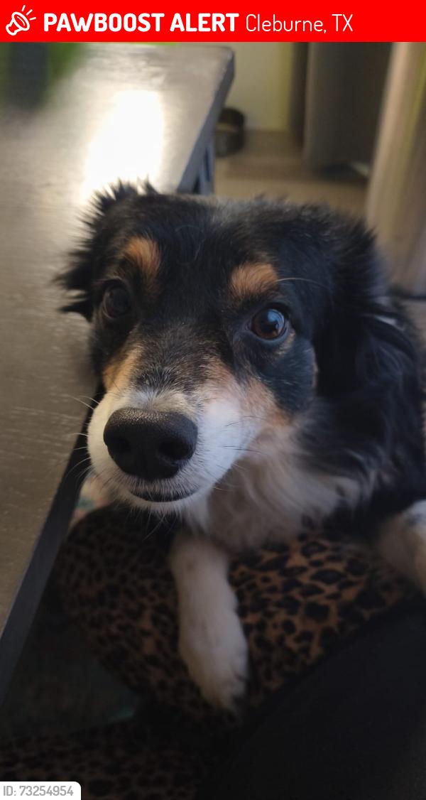 Lost Male Dog last seen Odell st, Cleburne, TX 76033