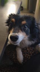 Lost Male Dog last seen Odell st, Cleburne, TX 76033