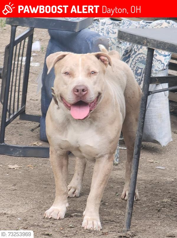 Lost Male Dog last seen Fort McKinley, Fort McKinley, OH 45405