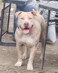 Lost Male Dog last seen Fort McKinley, Fort McKinley, OH 45405