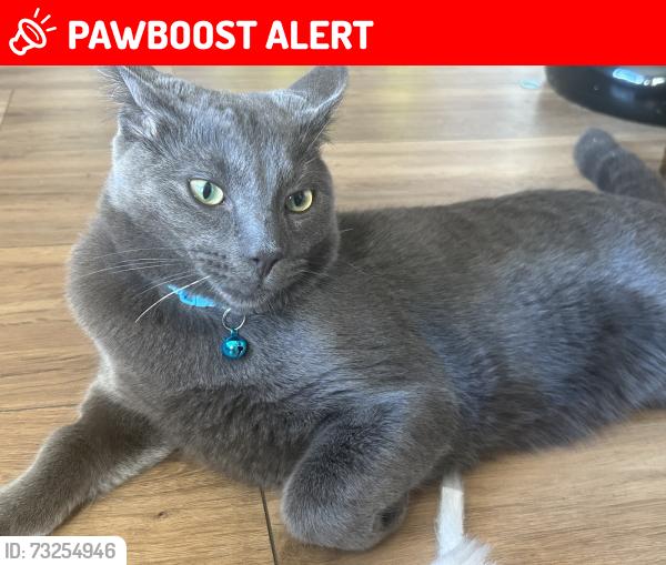 Lost Male Cat last seen Arreton close, Leicester, England LE2 3PP
