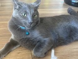Lost Male Cat last seen Arreton close, Leicester, England LE2 3PP