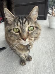 Lost Female Cat last seen Lamar St Crossing, Station, Lakewood, CO 80214