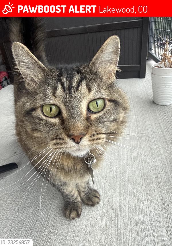 Lost Female Cat last seen Lamar St Crossing, Station, Lakewood, CO 80214