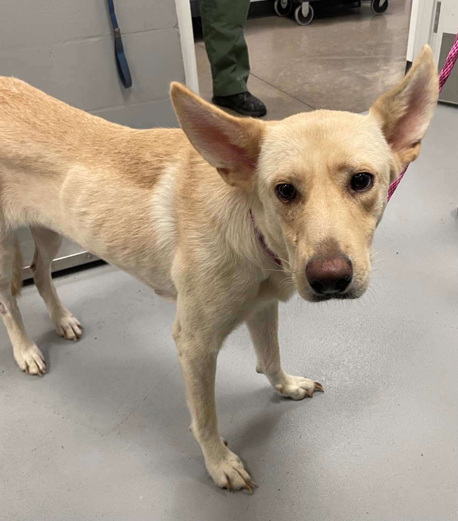 Shelter Stray Female Dog last seen Midwest City, 8485 E Reno Ave, Midwest City, OK 73110, USA