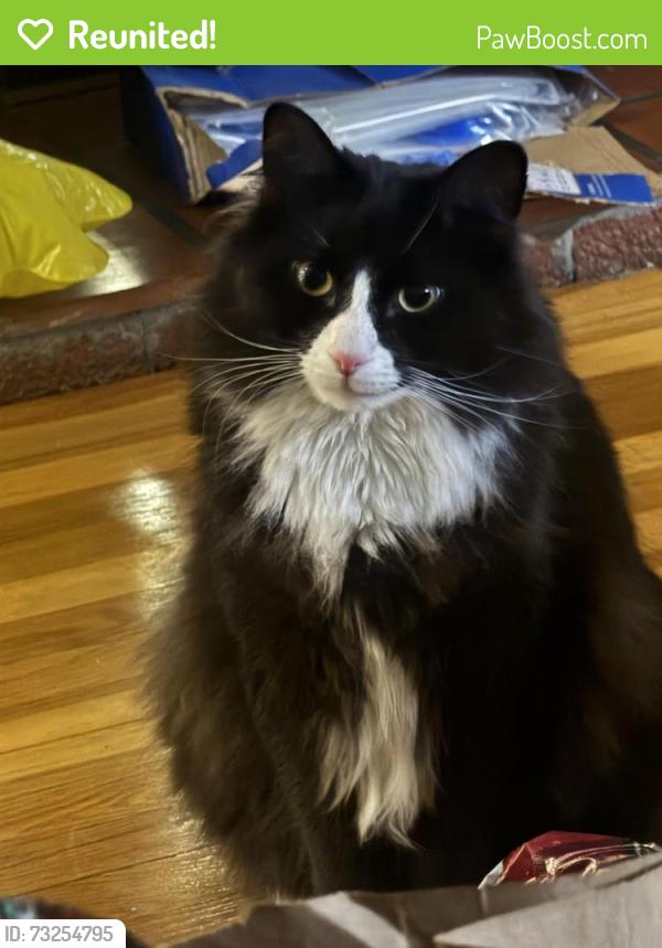 Reunited Male Cat last seen There’s a dominos on Hyde park and Cappys pizza, Boston, MA 02136