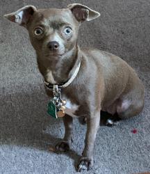 Lost Female Dog last seen Heritage crossing dr., Powder Springs, GA 30127