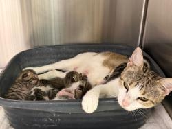 Shelter Stray Female Cat last seen Bexar County, 3353 Morningside Dr, New Braunfels, TX 78132, USA