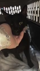 Shelter Stray Female Cat last seen Bexar County, 3353 Morningside Dr, New Braunfels, TX 78132, USA