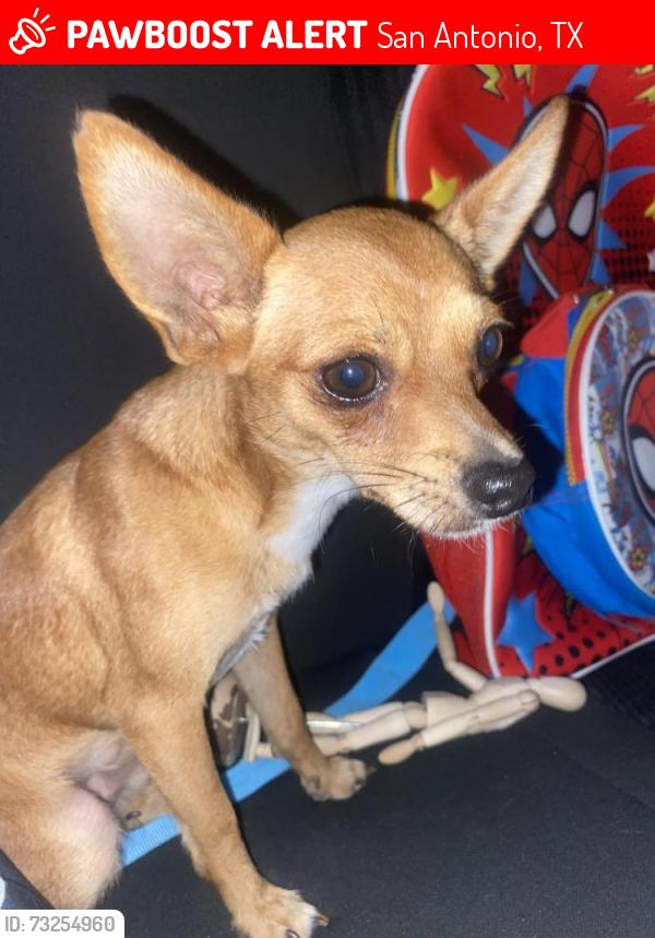 Lost Male Dog last seen Chesterhill dr, San Antonio, TX 78228