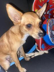 Lost Male Dog last seen Chesterhill dr, San Antonio, TX 78228