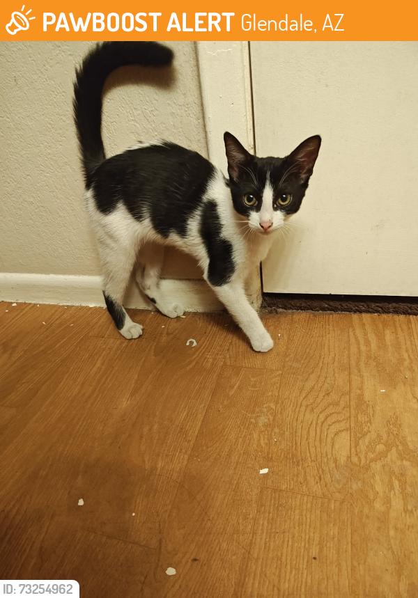 Found/Stray Female Cat last seen 67th ave and Grand, Glendale, AZ 85302