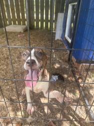 Found/Stray Female Dog last seen Lantern bay ln, Katy, TX 77449