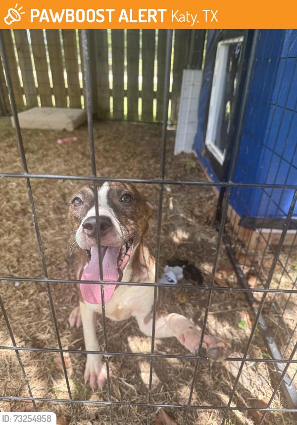 Found/Stray Female Dog last seen Lantern bay ln, Katy, TX 77449