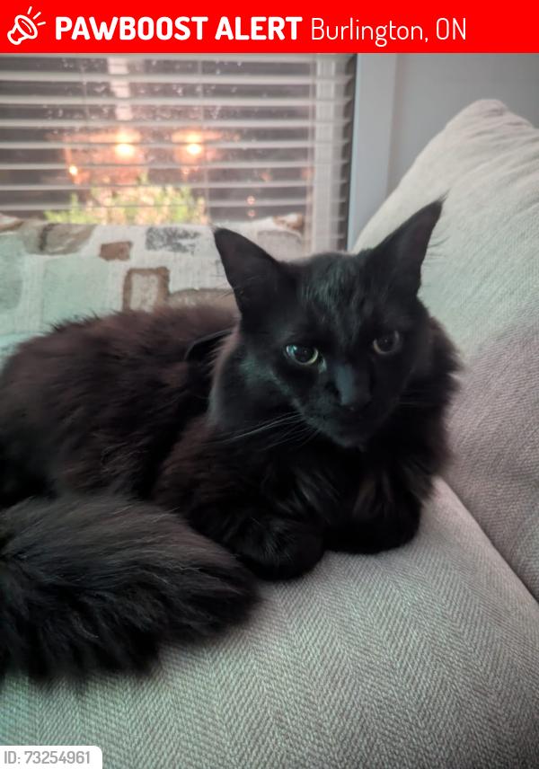 Lost Male Cat last seen Colonsay, Burlington, ON 