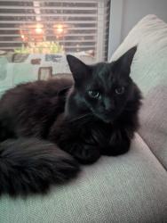 Lost Male Cat last seen Colonsay, Burlington, ON 