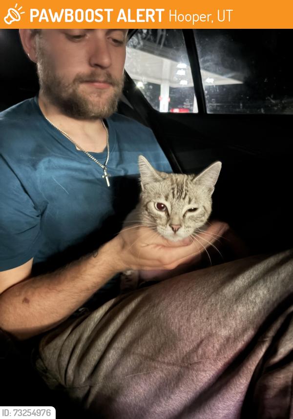 Found/Stray Female Cat last seen Near South 7500 West Street, Hooper, Utah 84315, US•mm/dd/yyyy, Hooper, UT 84315