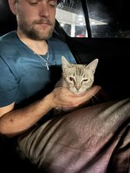 Found/Stray Female Cat last seen Near South 7500 West Street, Hooper, Utah 84315, US•mm/dd/yyyy, Hooper, UT 84315