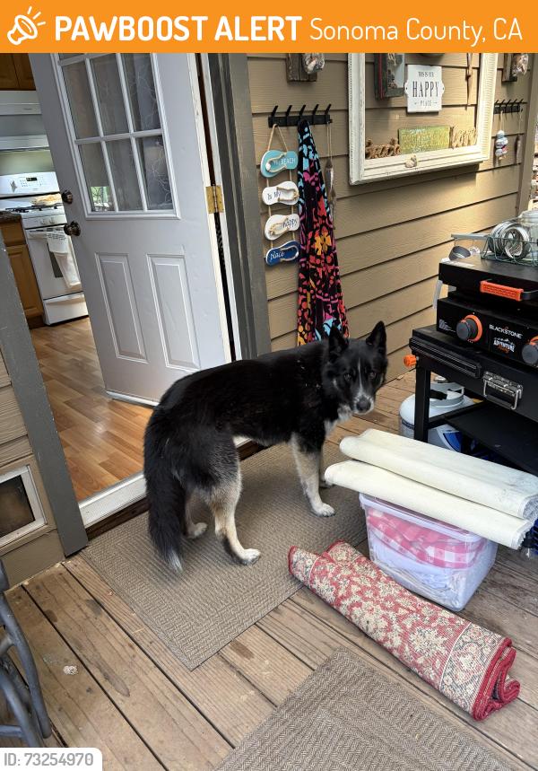 Found/Stray Male Dog last seen Dell Ave, Sonoma County, CA 95436