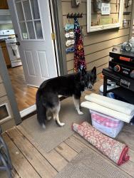 Found/Stray Male Dog last seen Dell Ave, Sonoma County, CA 95436