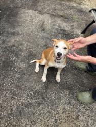 Found/Stray Female Dog last seen Shoemaker drive or Nixon road, Statesville, NC 28625